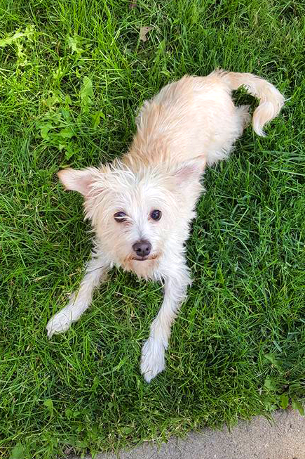 Marty (Terrier mix for adoption)