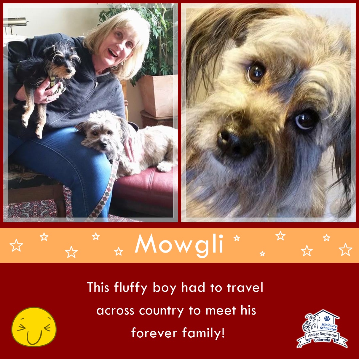 Mowgli (Terrier Mix) Adopted