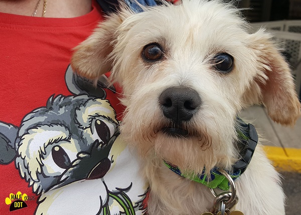 Marty (Terrier mix for adoption)