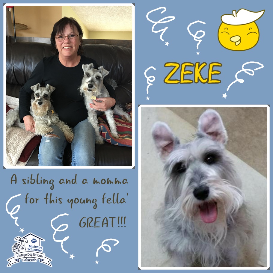 Zeke (Mini Schnauzer adopted)