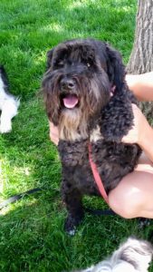 Bonnie (Schnauzer for Adoption)