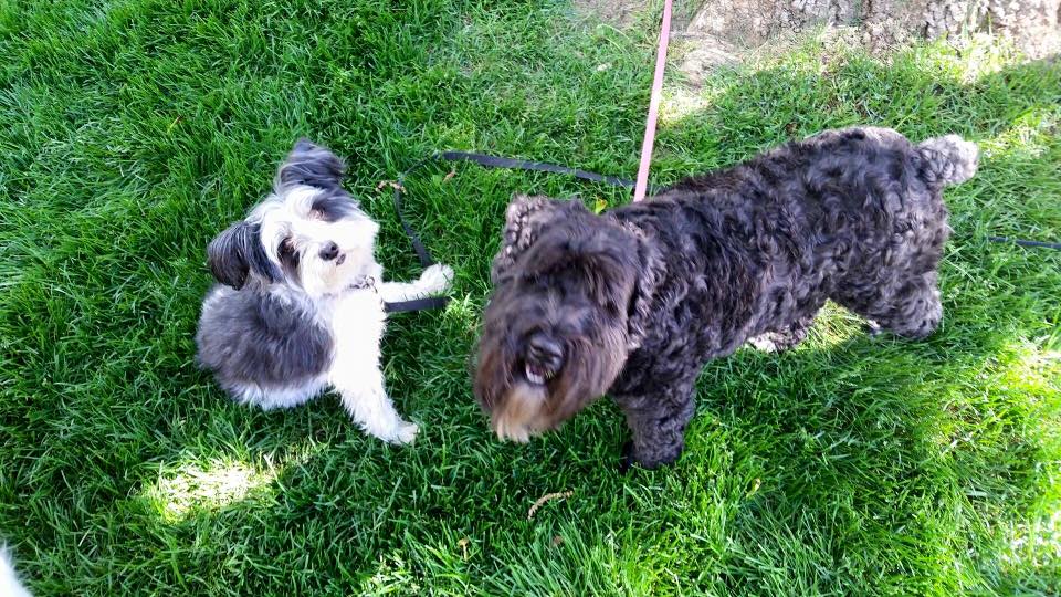 Bonnie & Clyde (Schnauzer & Terrier for Adoption)