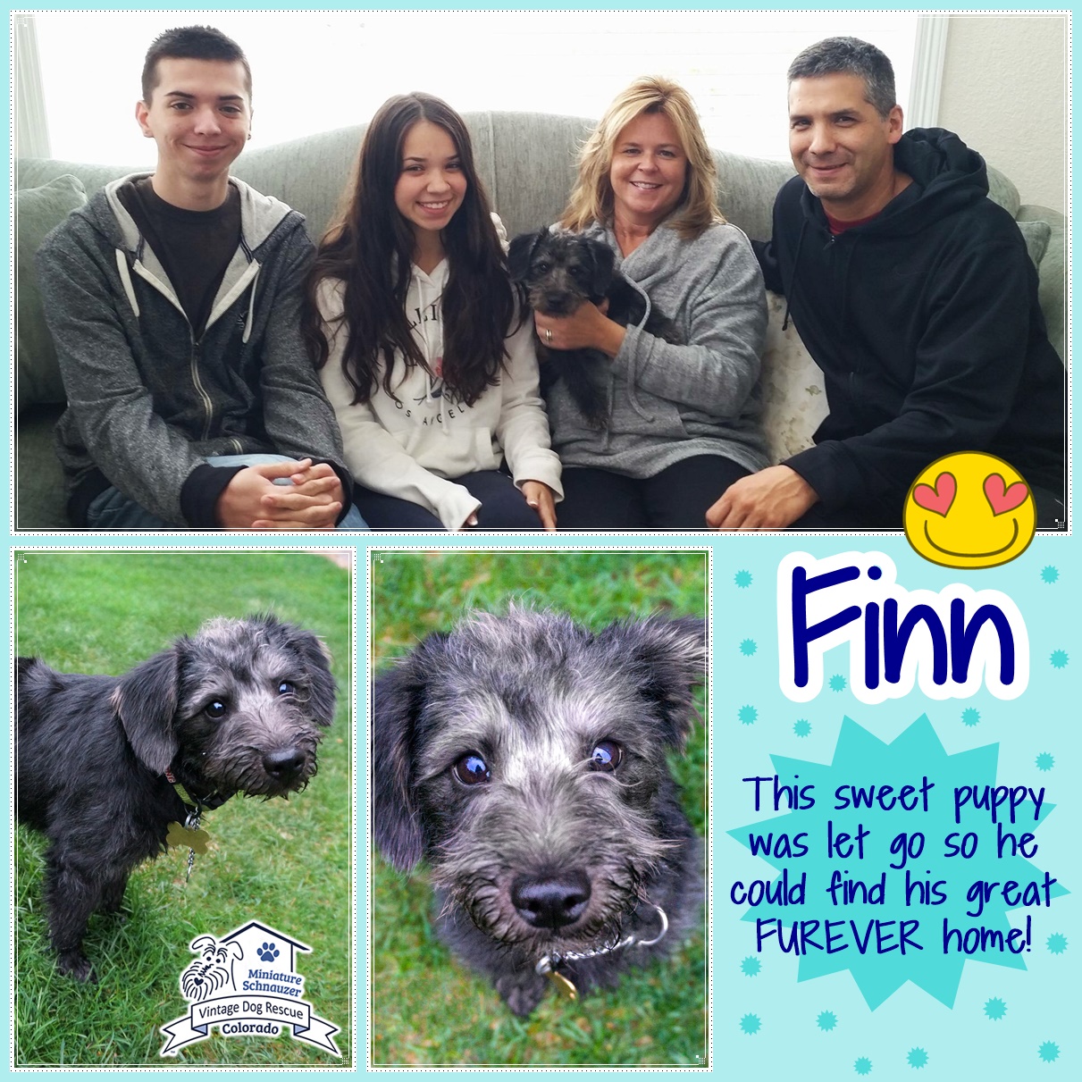 Finn (Mini Schnoodle adopted)