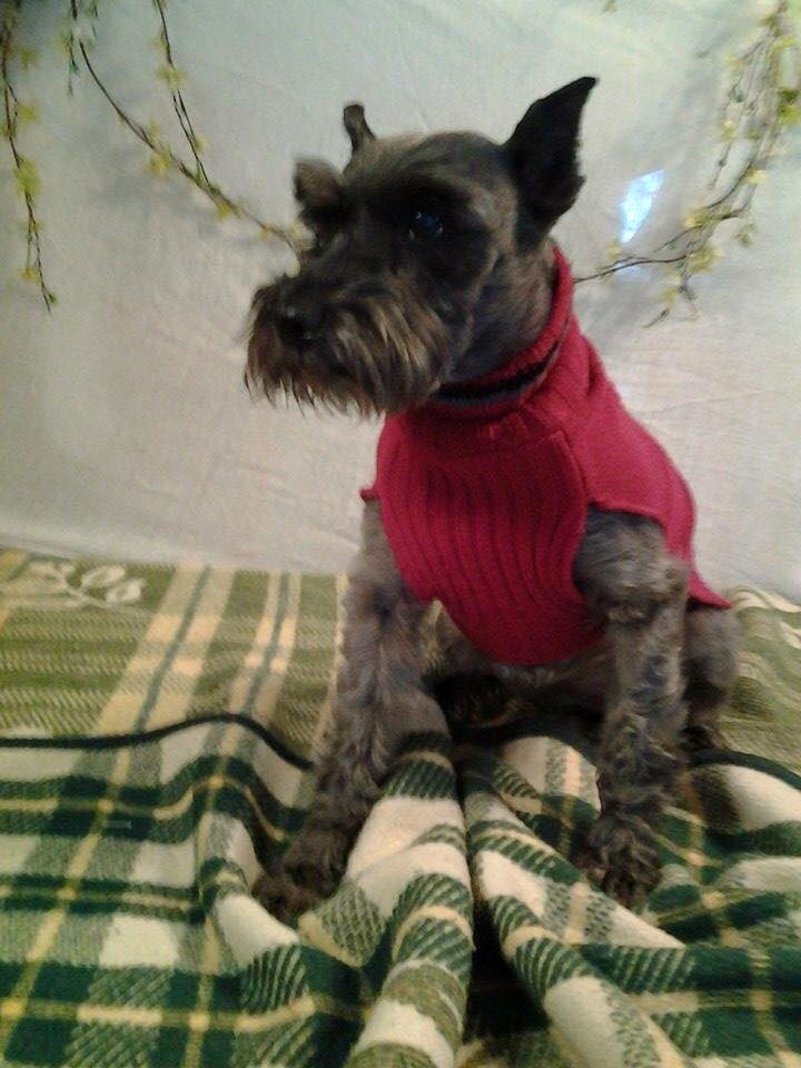 Heidi (Mini Schnauzer for adoption)