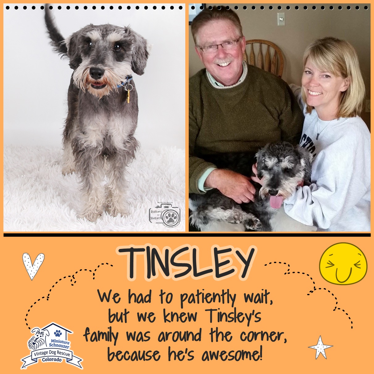 Tinsley (Mini Schnauzer adopted)