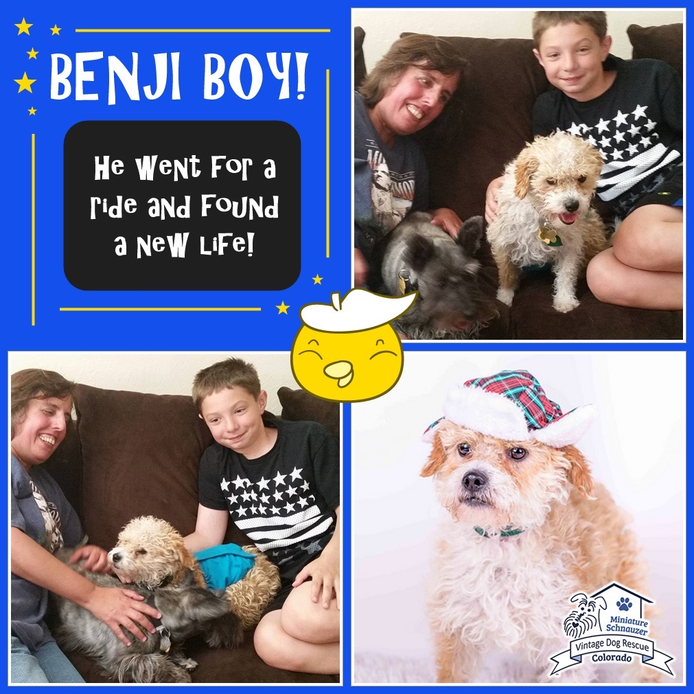 Benji (Terrier Mix) adopted