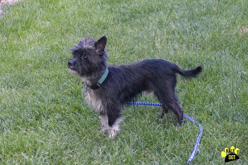 Mickey (Terrier mix for adoption)