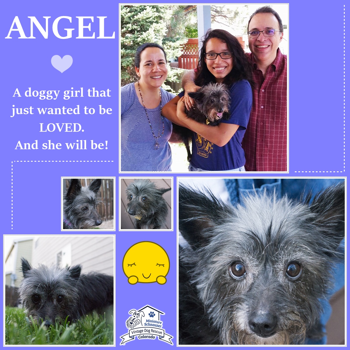Angel (Terrier Mix) Adopted