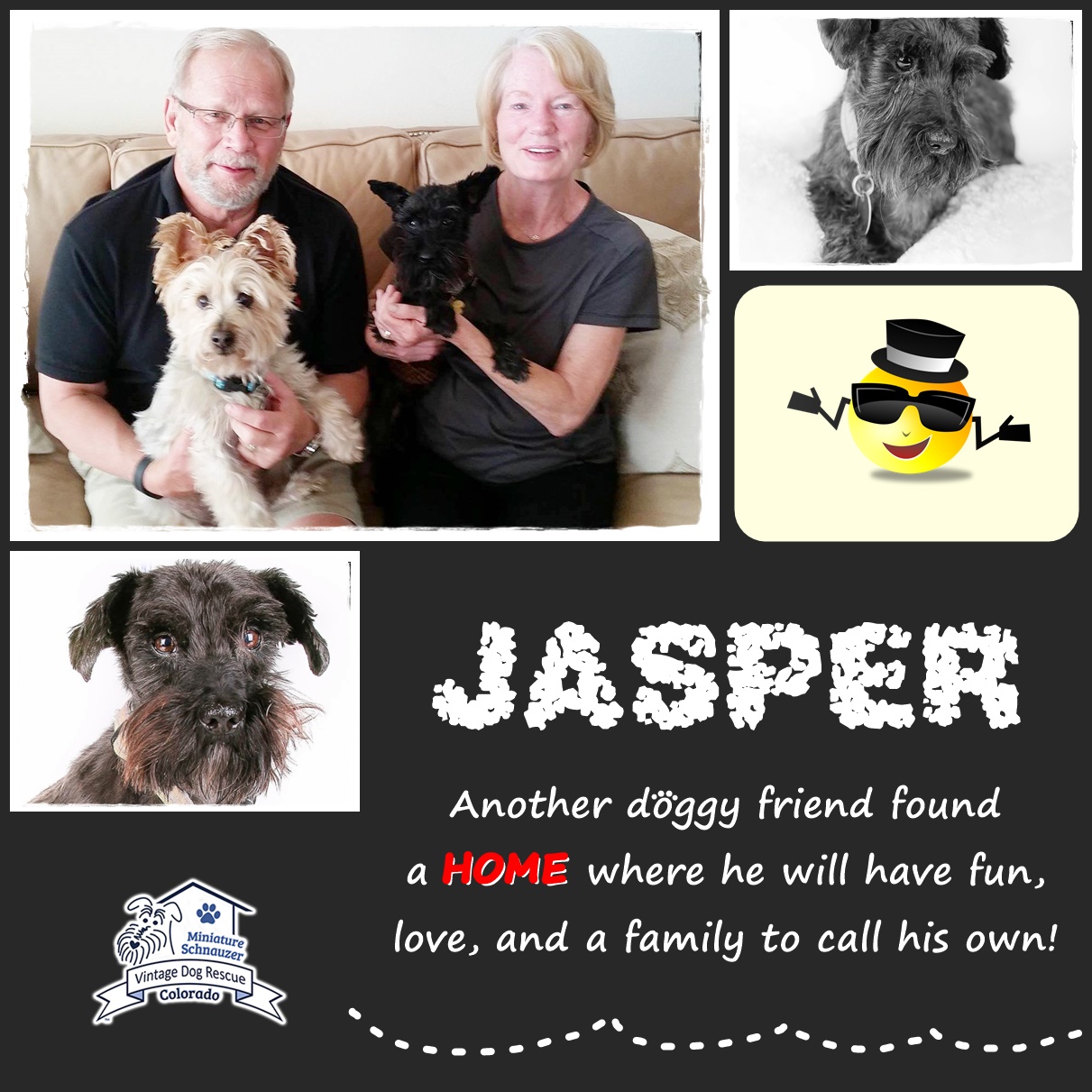 Jasper (Mini Schnauzer) adopted
