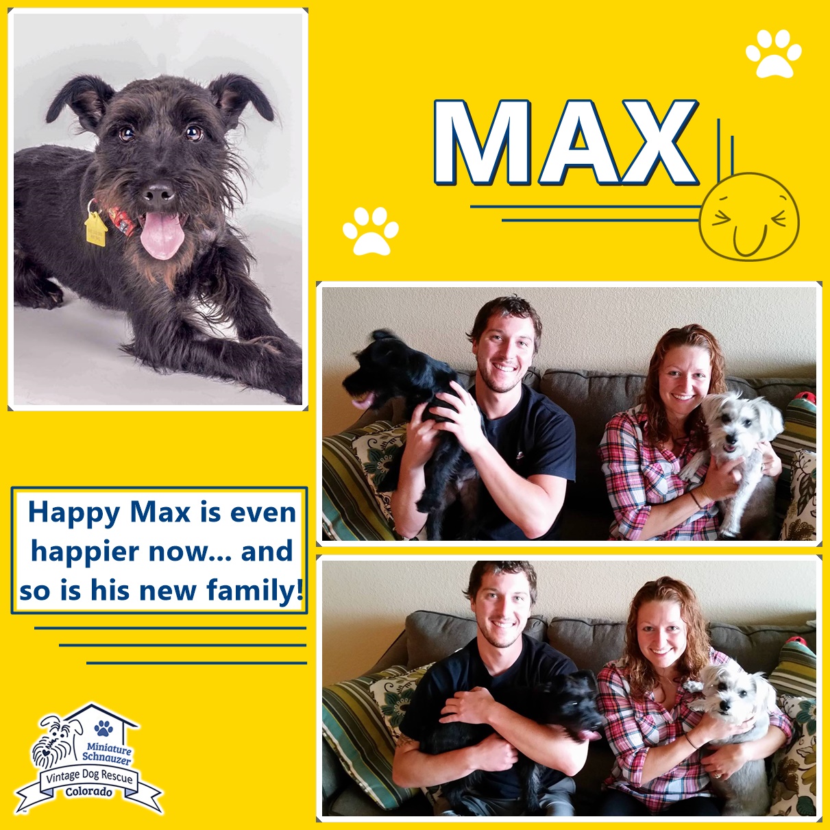 Max (Mini Schnauzer mix) adopted