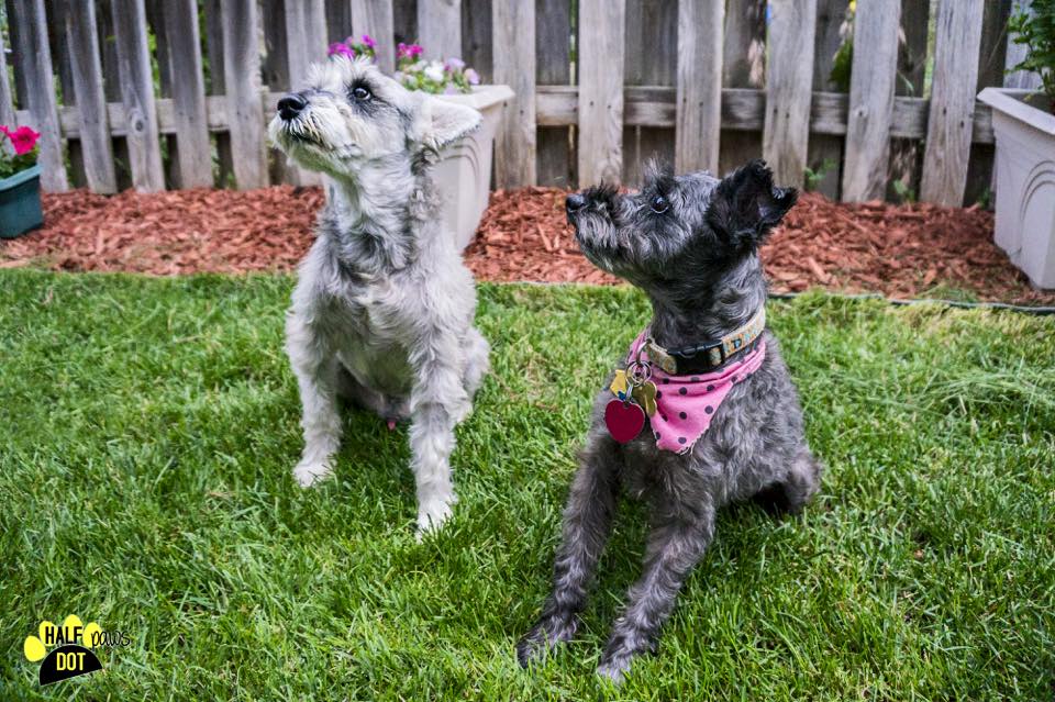 Pup Pup & Darjeeling (Mini Schnauzers for adoption)