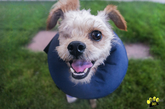 Hoover (Terrier mix for adoption)