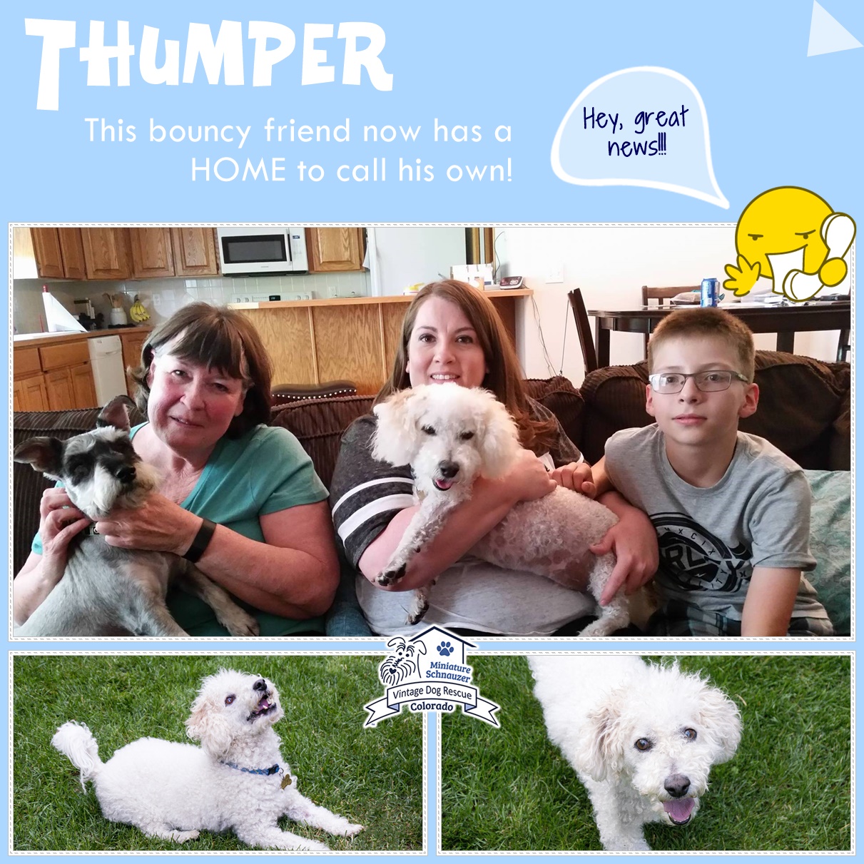 Thumper (Bichon mix) adopted