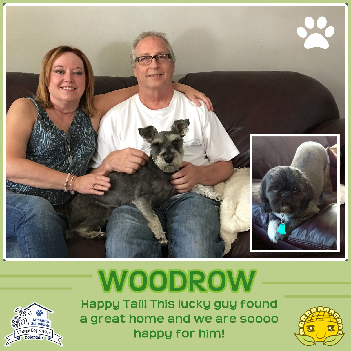 Woodrow (Mini Schnauzer) adopted