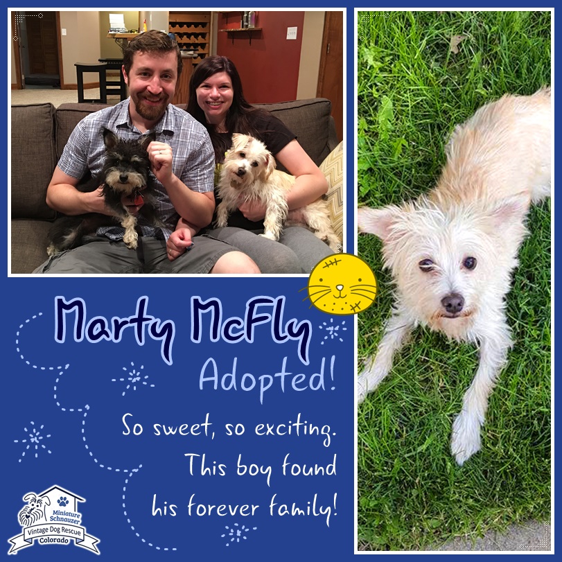 Marty (Terrier Mix) adopted