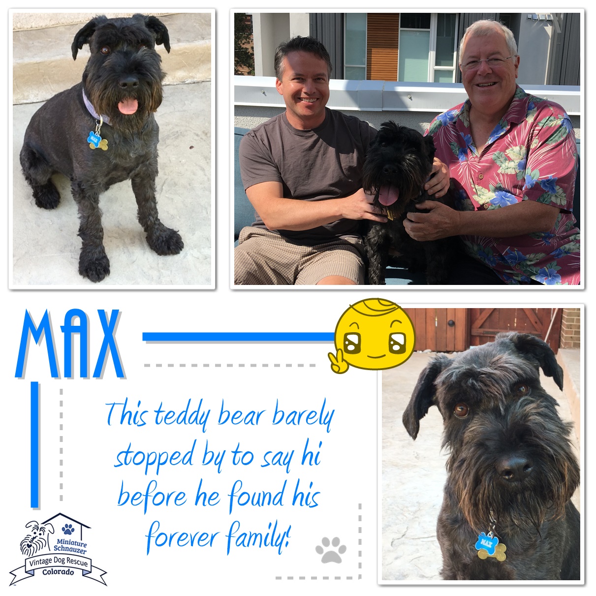 Max (Standard Schnauzer) adopted
