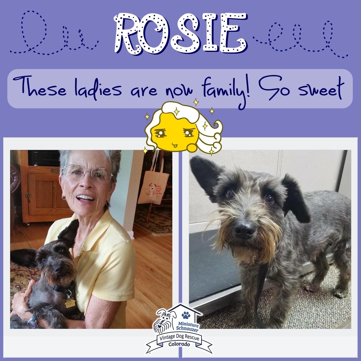 Rosie (Mini Schnauzer) adopted