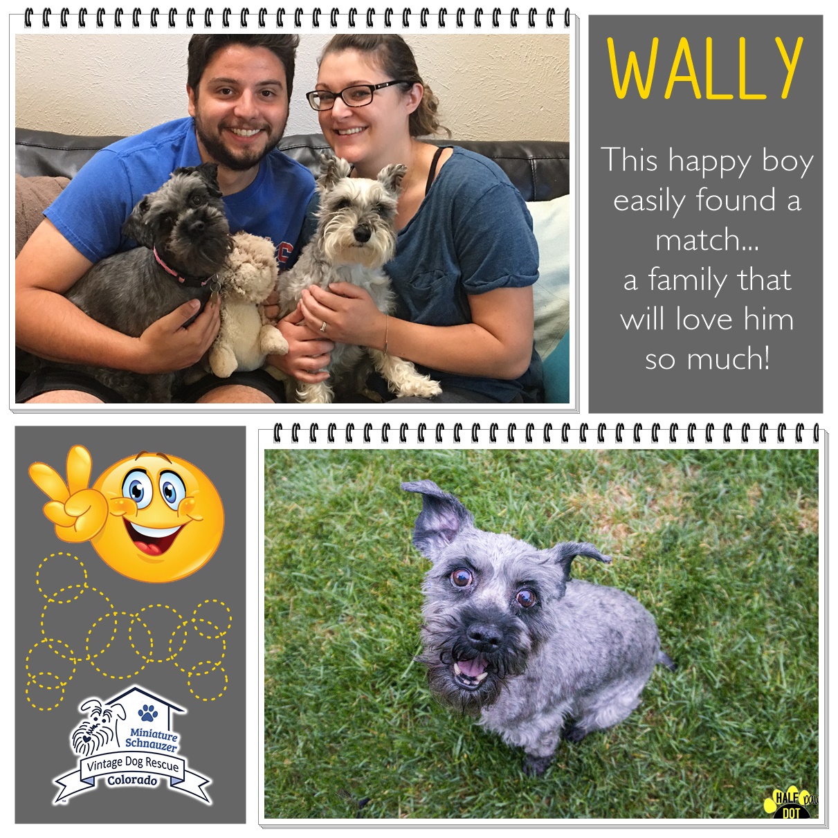 Wally (Mini Schnauzer) adopted