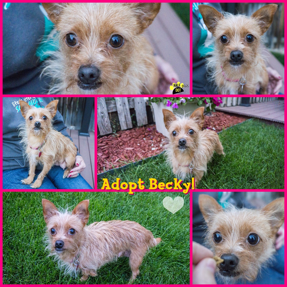 Becky (Terrier mix for adoption)