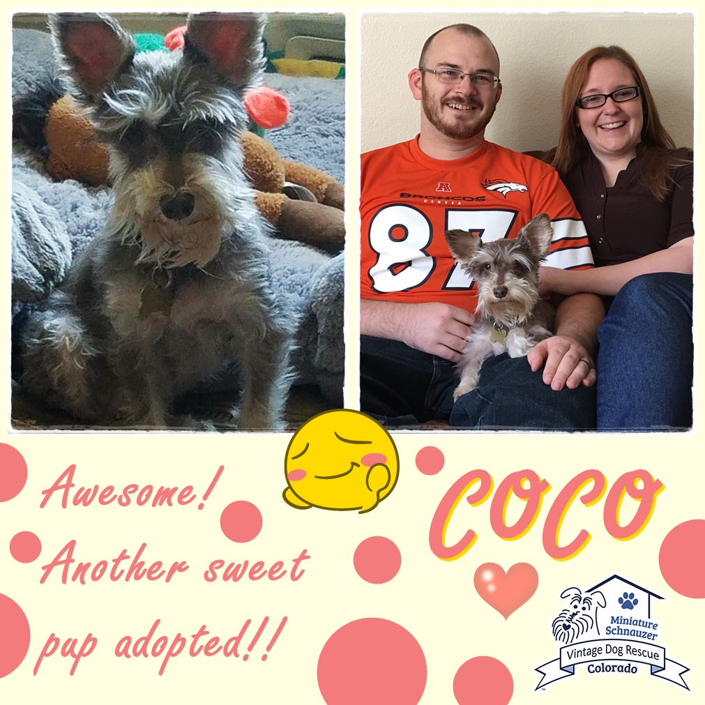 Coco (Mini Schnauzer) adopted