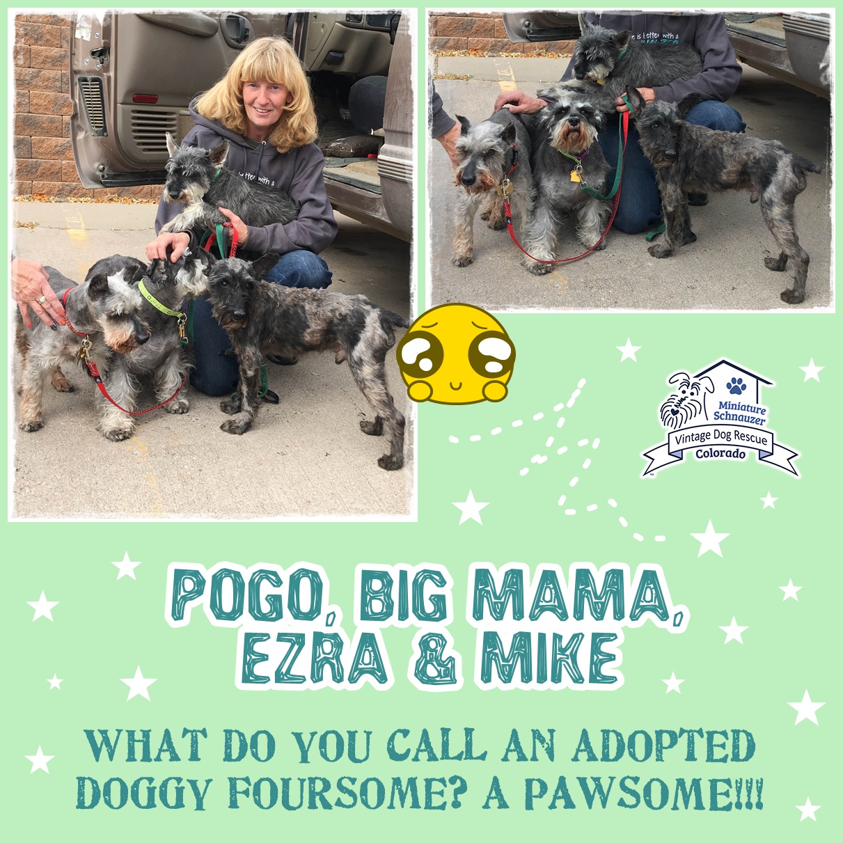 Ezra, Pogo, Mike, Big Mama (Mini Schnauzers adopted)