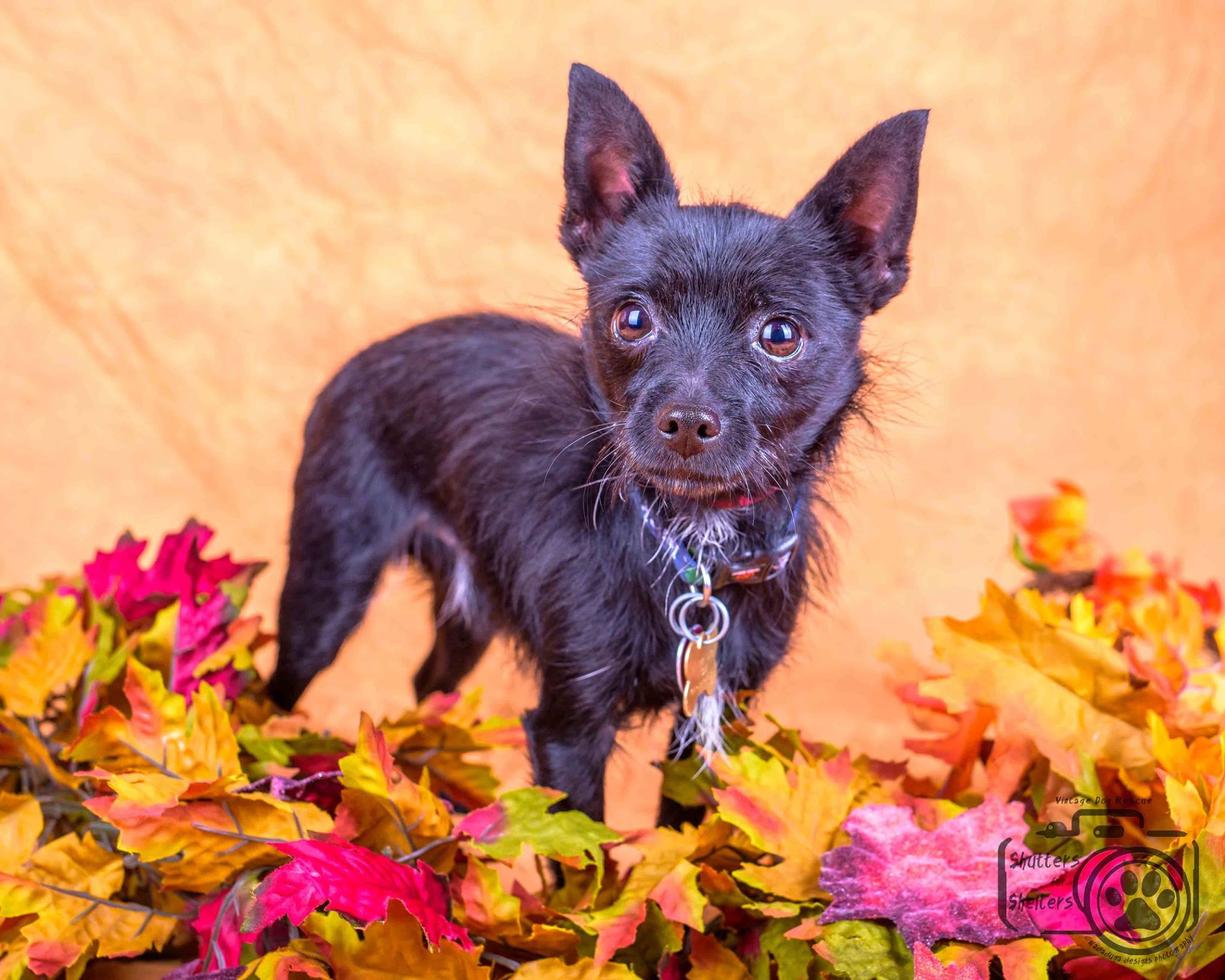 Fifty Cent (Terrier / Chihuahua mix for adoption)