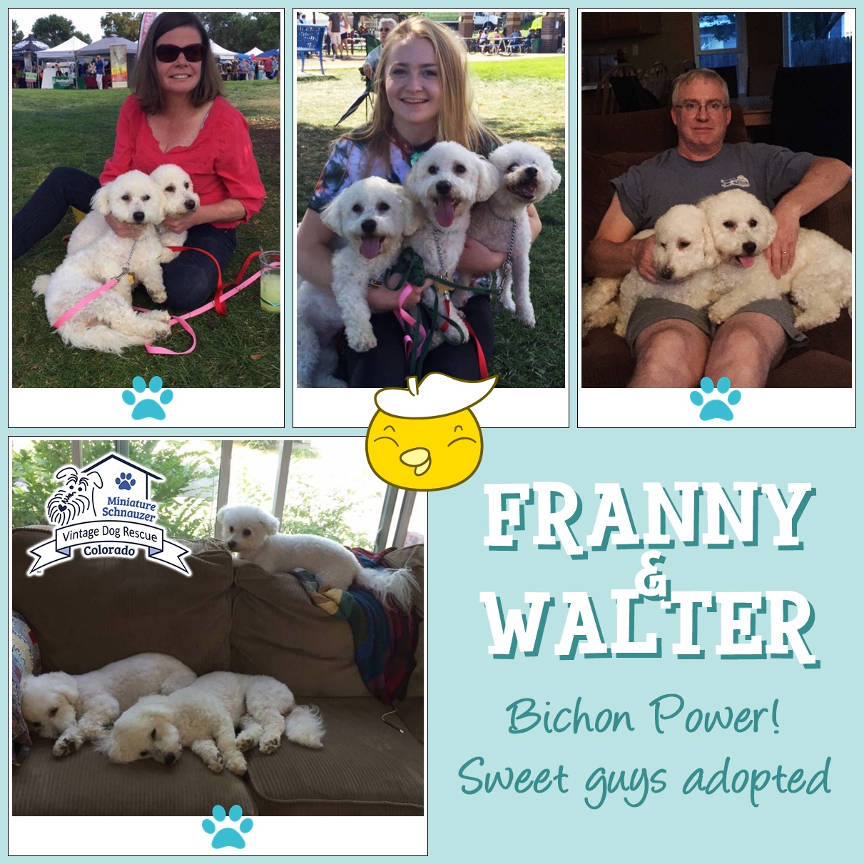 Franny & Walter (bichons adopted!)