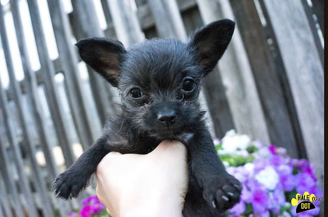 Sasha Fierce (Terrier / Chihuahua mix for adoption)