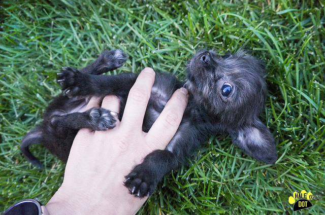 Sasha Fierce (Terrier / Chihuahua mix for adoption)