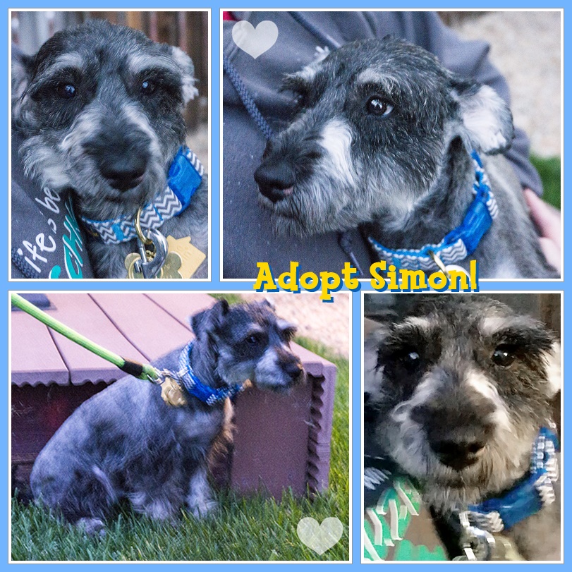 Simon (Mini Schnauzer for adoption)