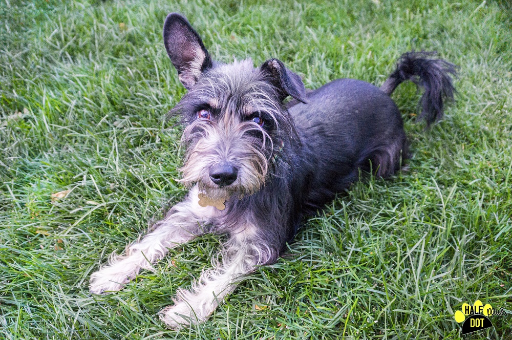 Toto (Terrier mix for adoption)