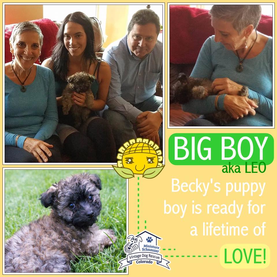 Big Boy (Terrier Mix) Adopted