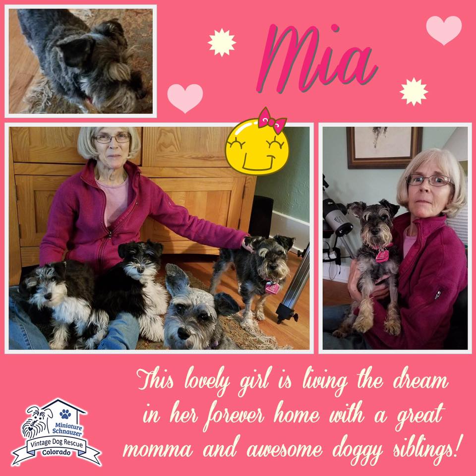 Mia (Mini Schnauzer) adopted