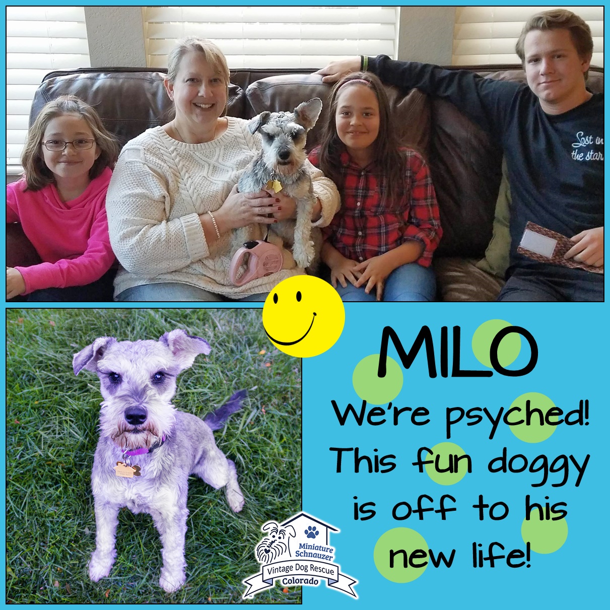 Milo (Mini Schnauzer adopted)