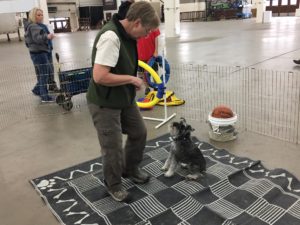 Vintage Dog Rescue (Dog Show)