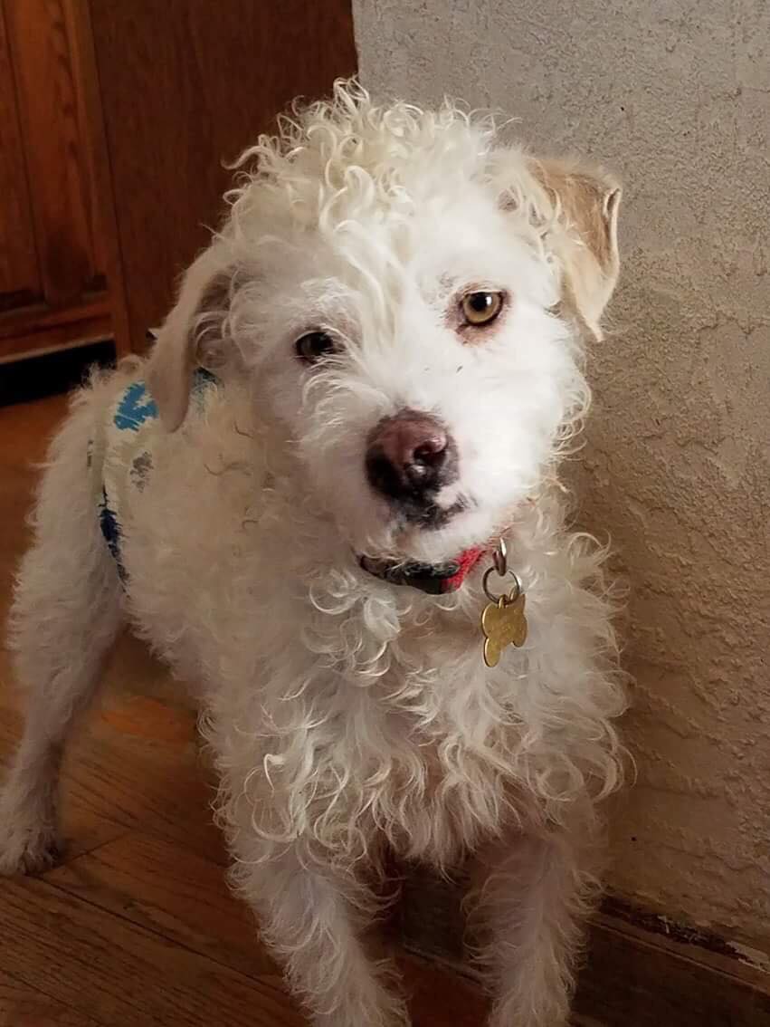 Howie (Mini Schnauzer Poodle Mix for adoption)