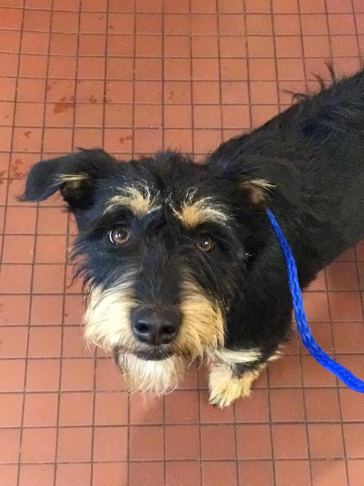 Lily (Terrier mix for adoption)