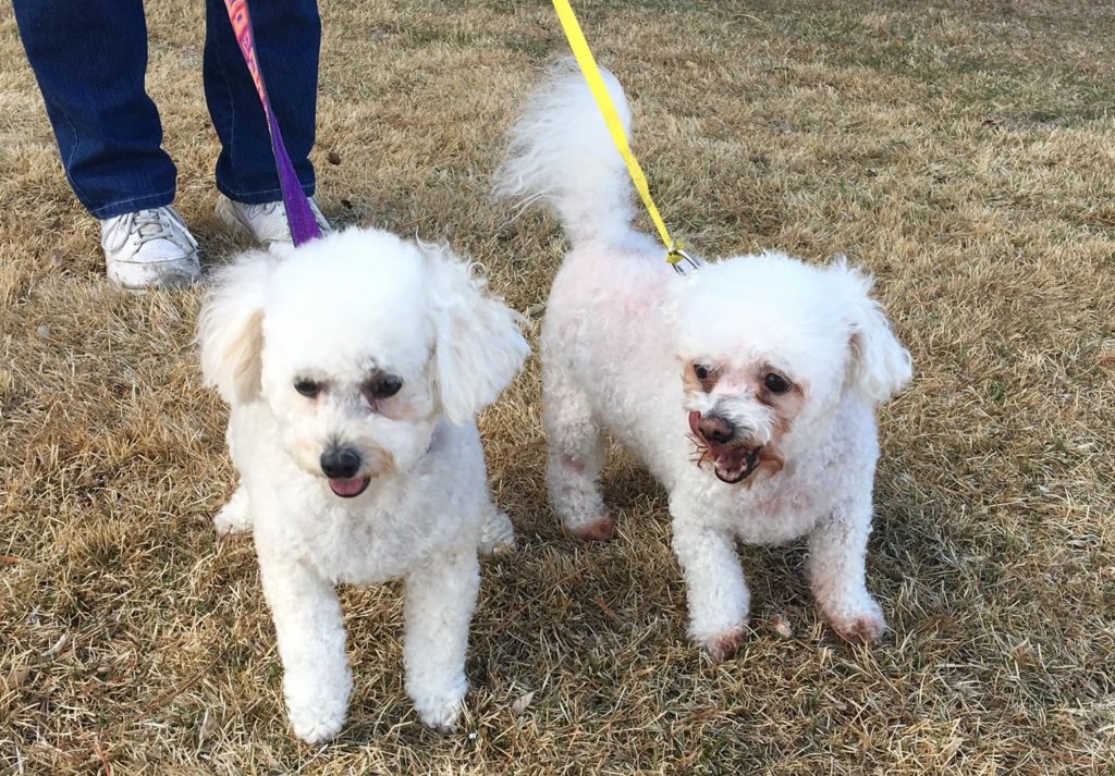Mercedes & Maxwell (Bichon/Poodle for adoption)