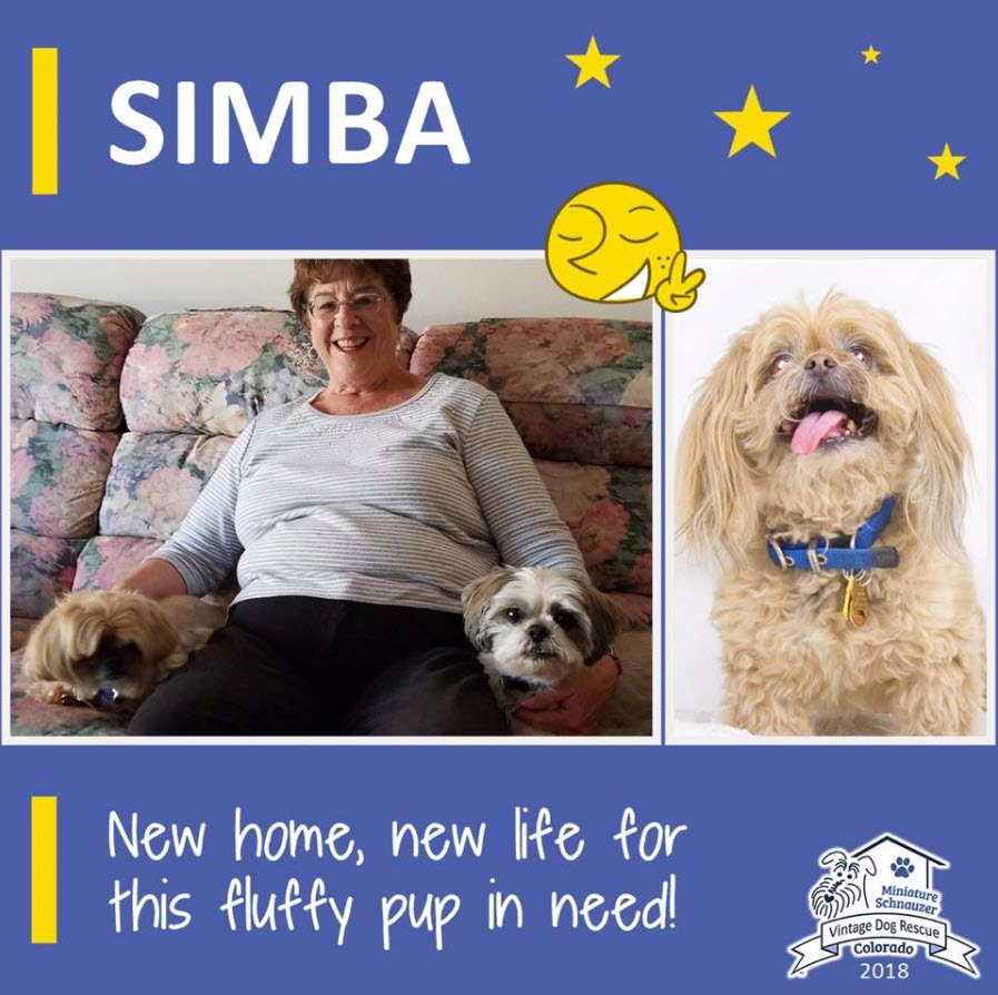 Simba Adopted schnauzer