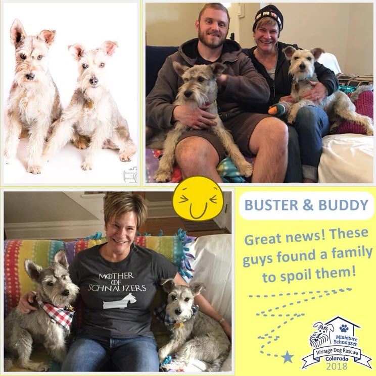 Buster & Buddy Adopted schnauzer
