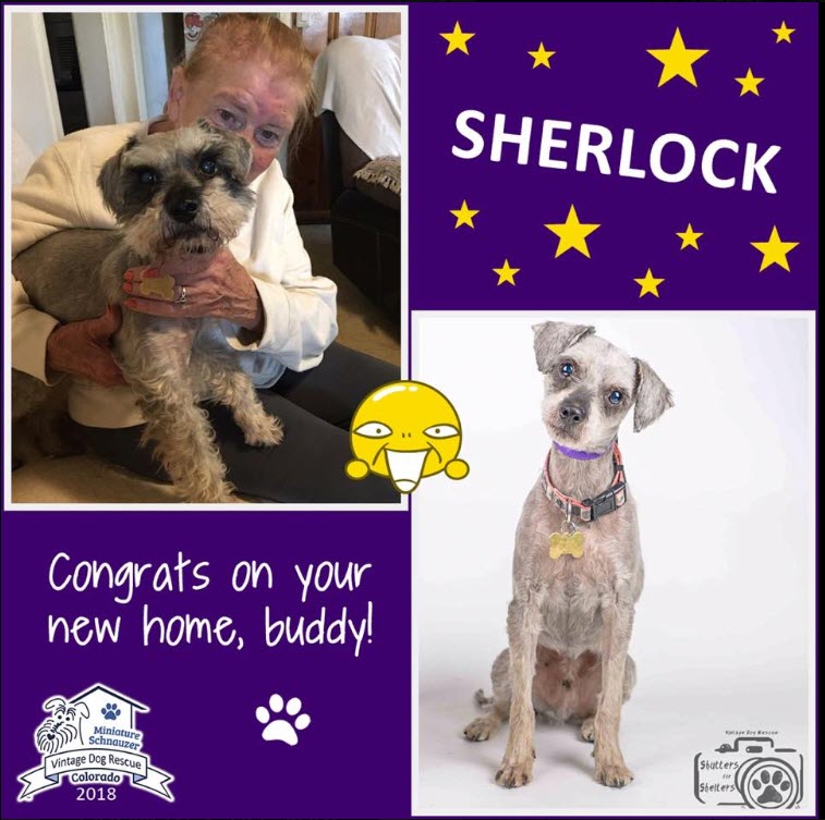 Sherlock Adopted schnauzer