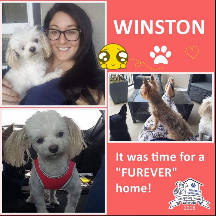 Winston adopted poodle