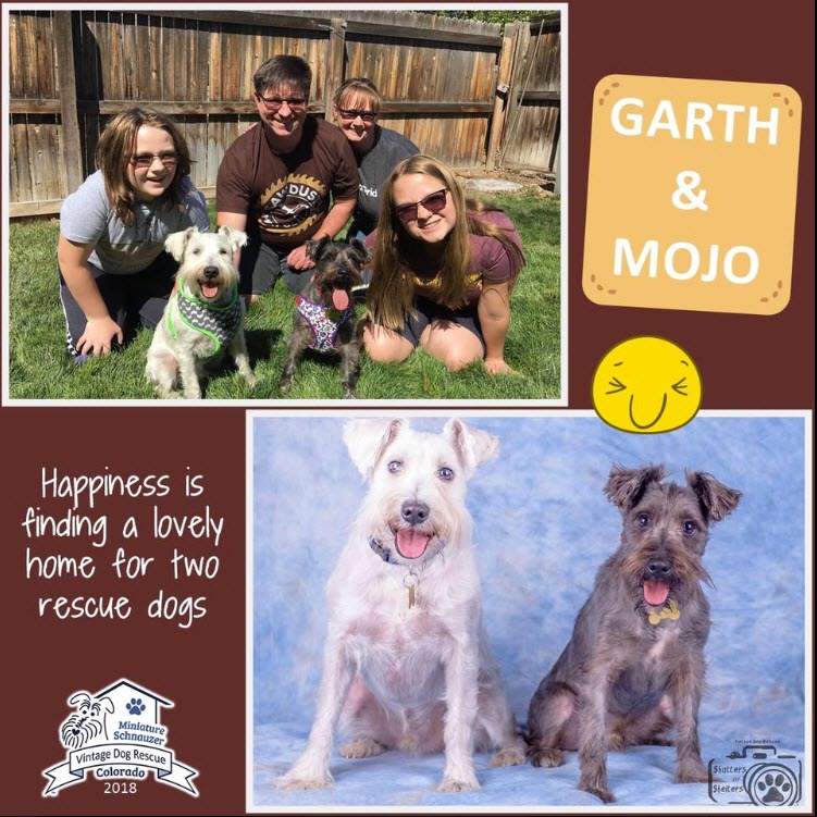 Garth & Mojo Adopted schnauzer