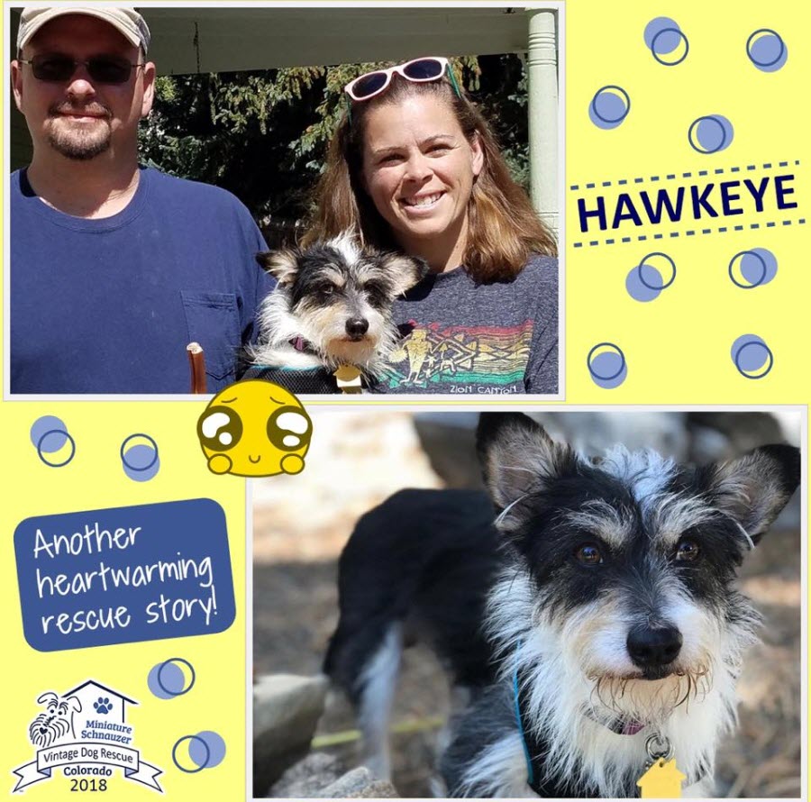 Hawkeye Adopted schnauzer