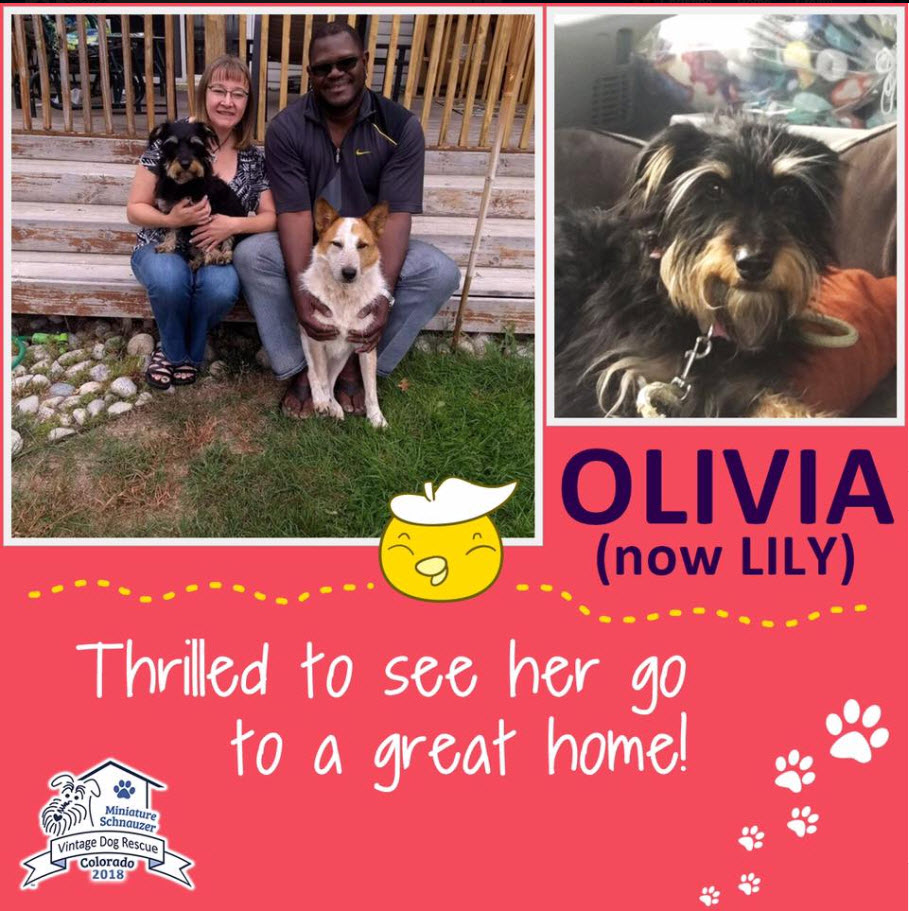 Olivia Lily Schnauzer Adopted