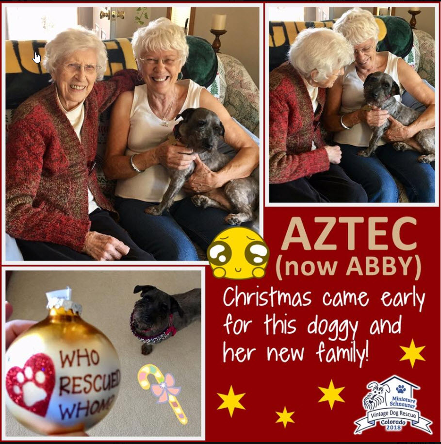 Aztec Abby Schnauzer Adopted