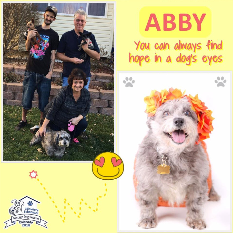 Abby Schnauzer Adopted