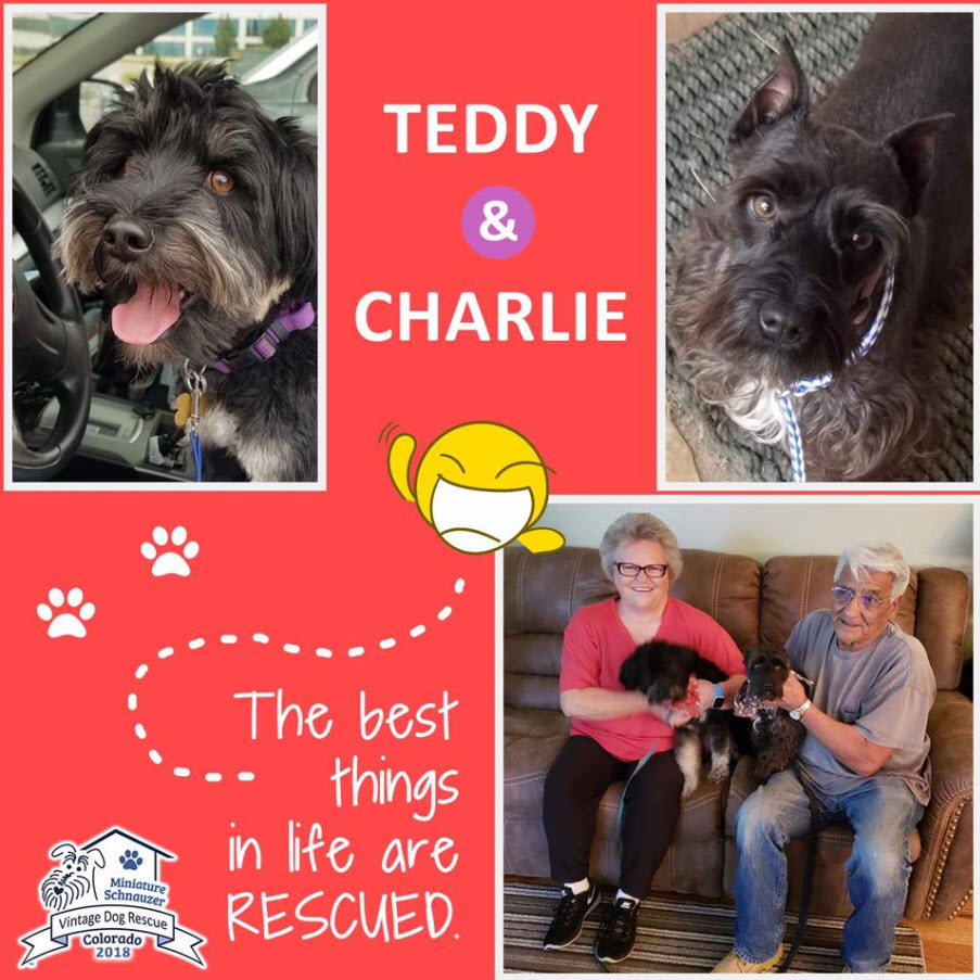 Teddy and Charlie Schnauzer Adopted