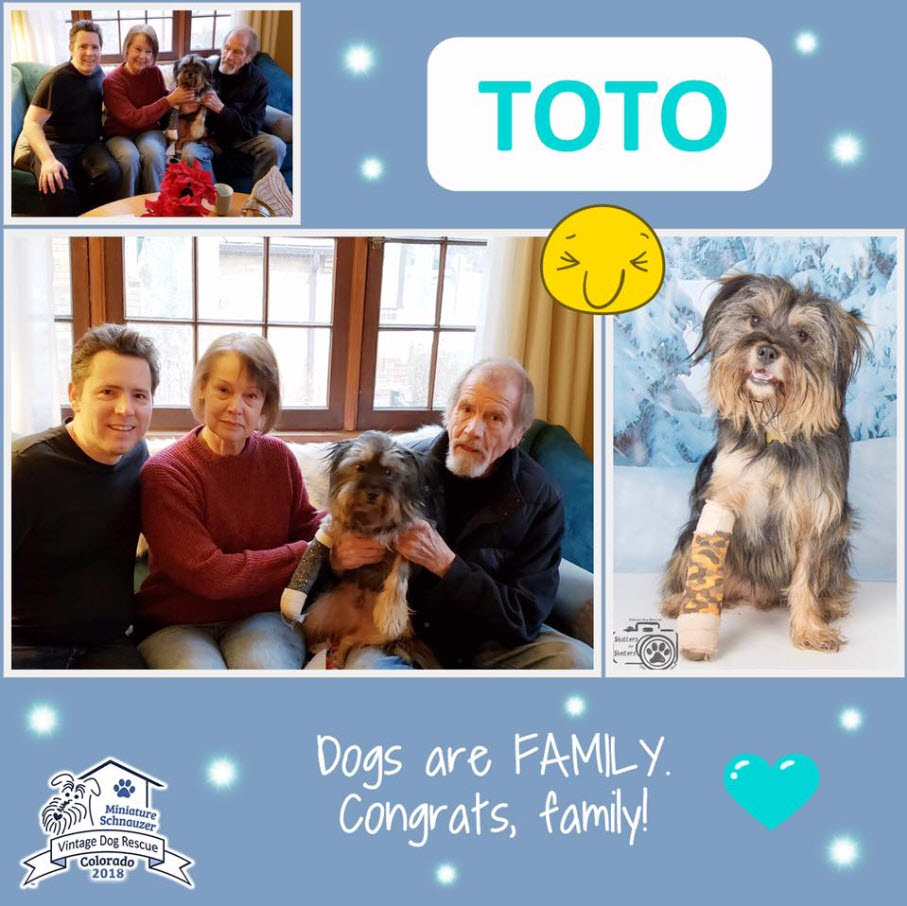Toto Schnauzer Adopted