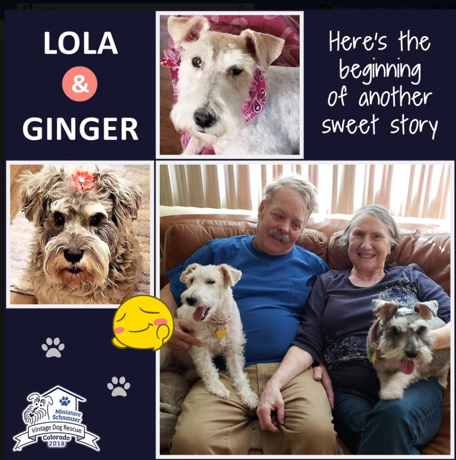 Lola and Ginger Schnauzer Adopted